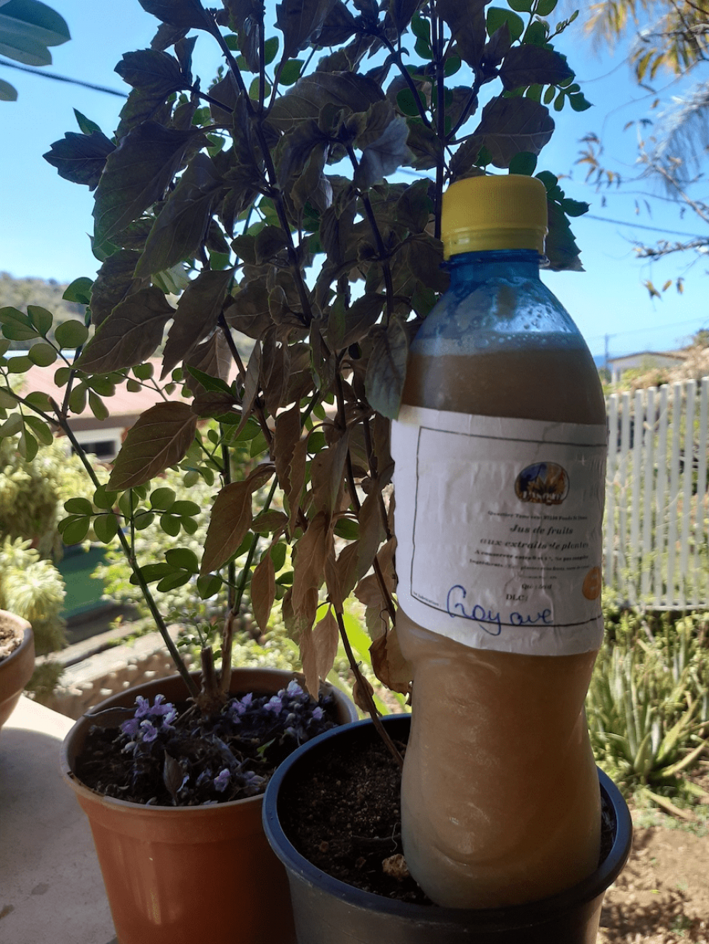 Bouteille jus de fruits 50 cl